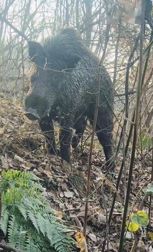 安徽男子放羊突遇野猪：估摸300斤，对峙几秒后跑了