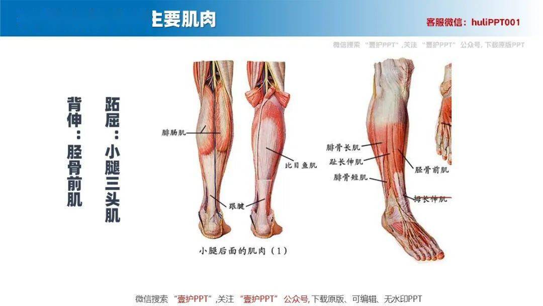 【ppt】踝泵运动护理宣教