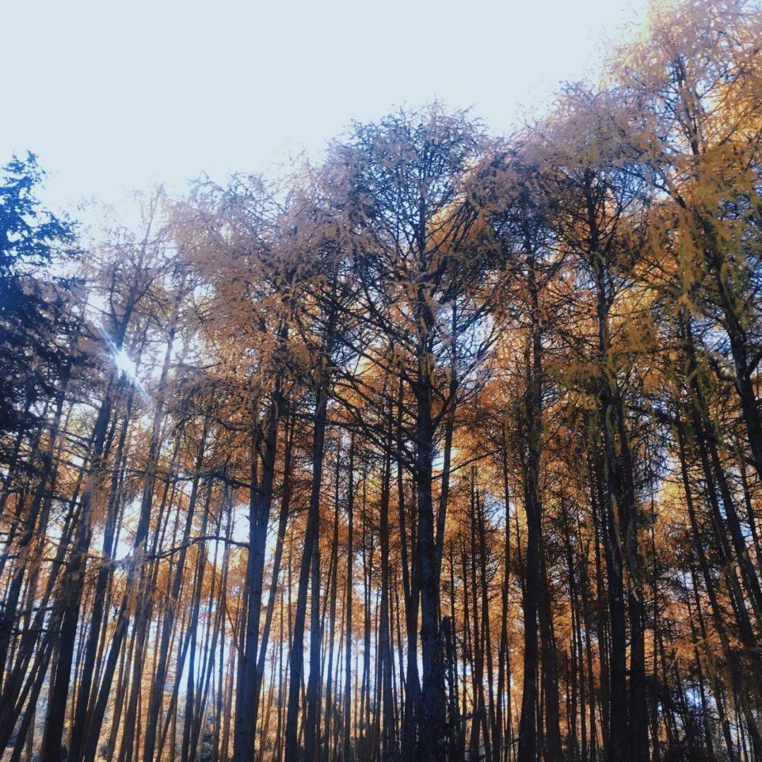 不是"尔滨"去不起,而是雅安村头滑雪更有性价比_景区_王岗坪_装备