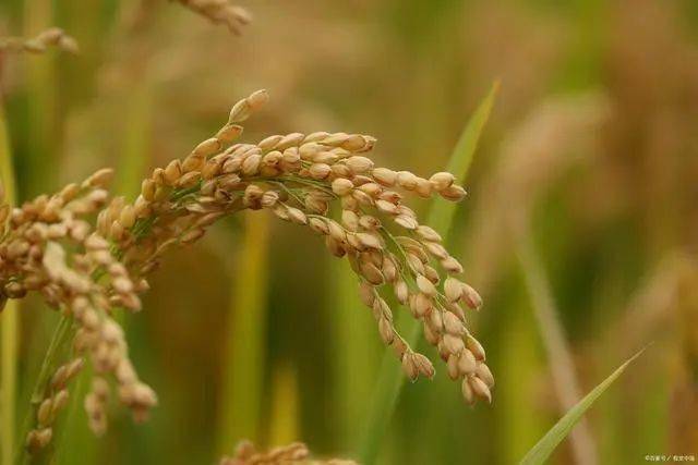 什么是"五谷"?稻,黍,稷,麦,菽,现在叫什么名字?