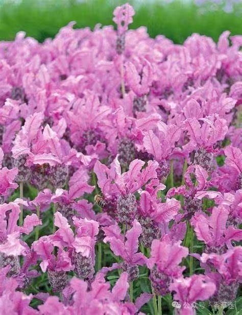 西班牙薰衣草 |香草届颜值担当,满足你所有香草的芬芳浪漫_月季_园艺