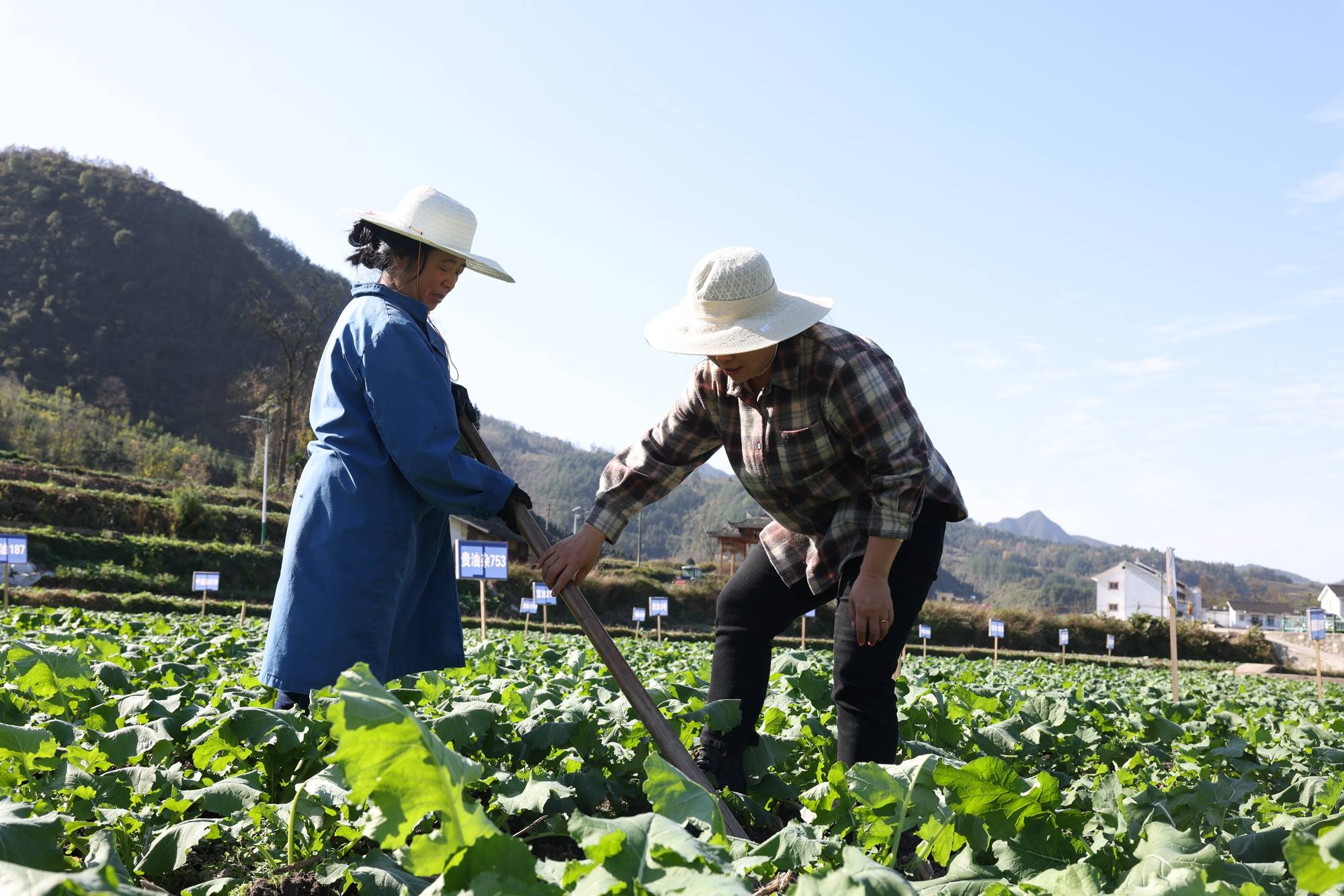 麻江:农技服务入田间 冬季油菜管护忙_种植_乐坪村_农业