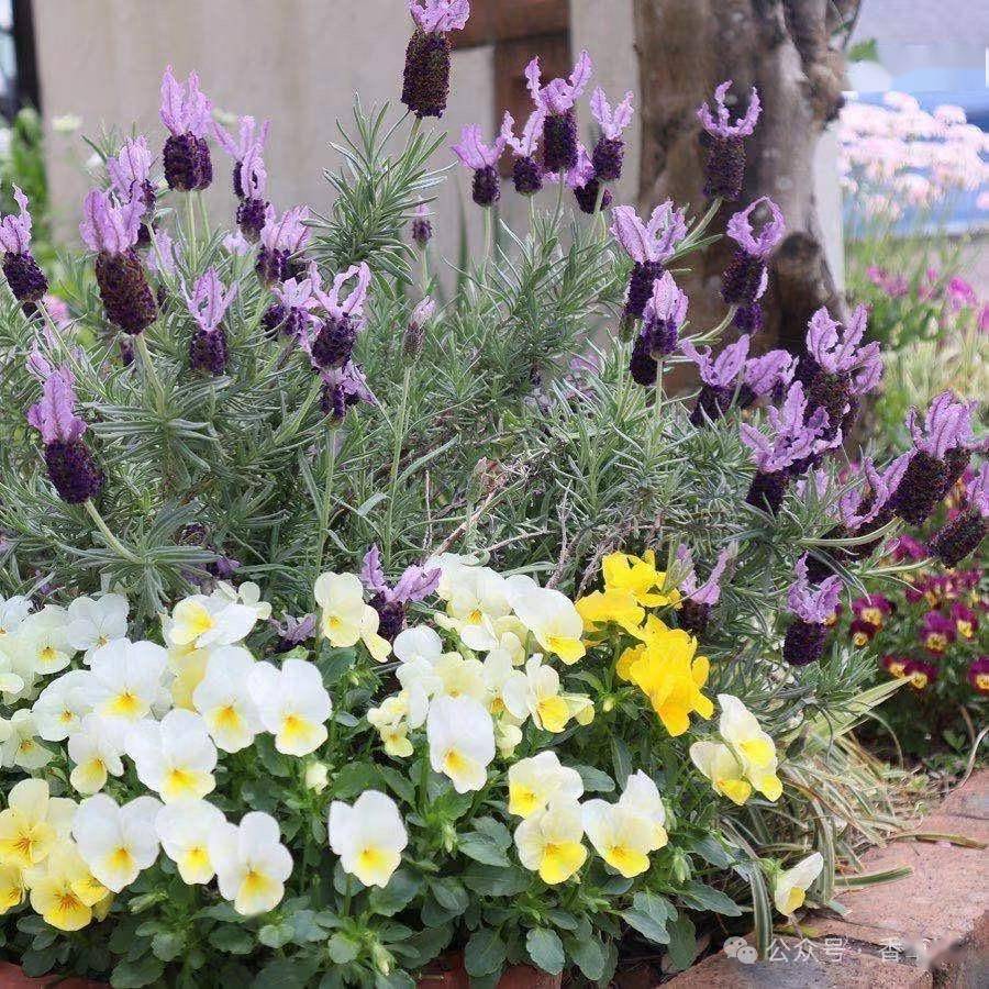 西班牙薰衣草 |香草届颜值担当,满足你所有香草的芬芳浪漫