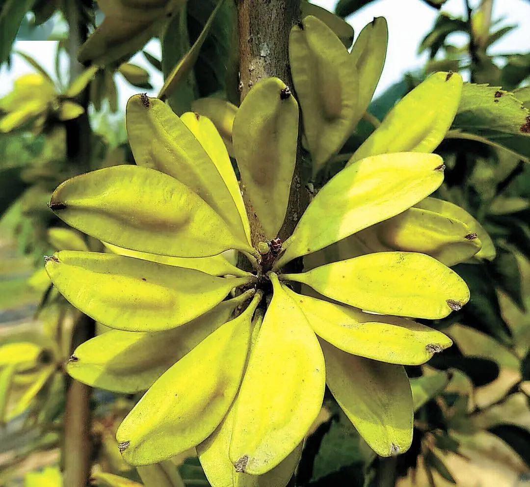 杜仲:植物黄金 神奇橡胶