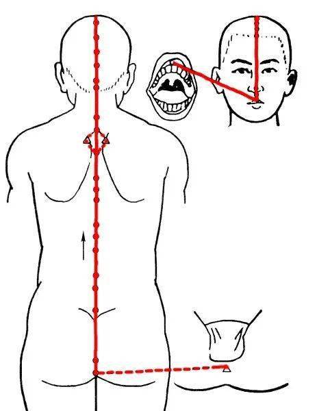 1,循行部位:督脈起於小腹內,下出會陰,向後至尾骶部的長強穴,沿脊柱
