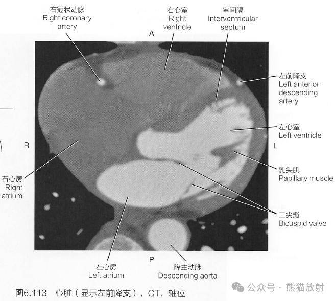 冠脈循環為心肌提供持續的氧和營養物質的供應.