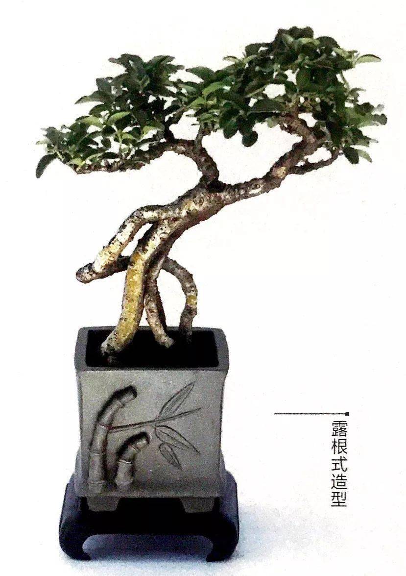 图鉴:十二款名家微型盆景造型,你想把哪一款盆景给带回家?