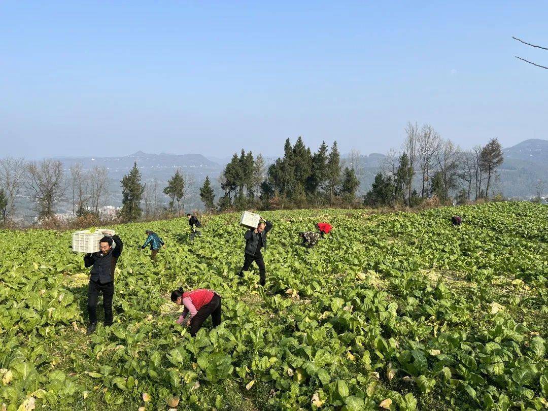 乡村振兴看区县 | 平昌县驷马镇:粮蔬轮作 订单农业 激活增收"新引擎"