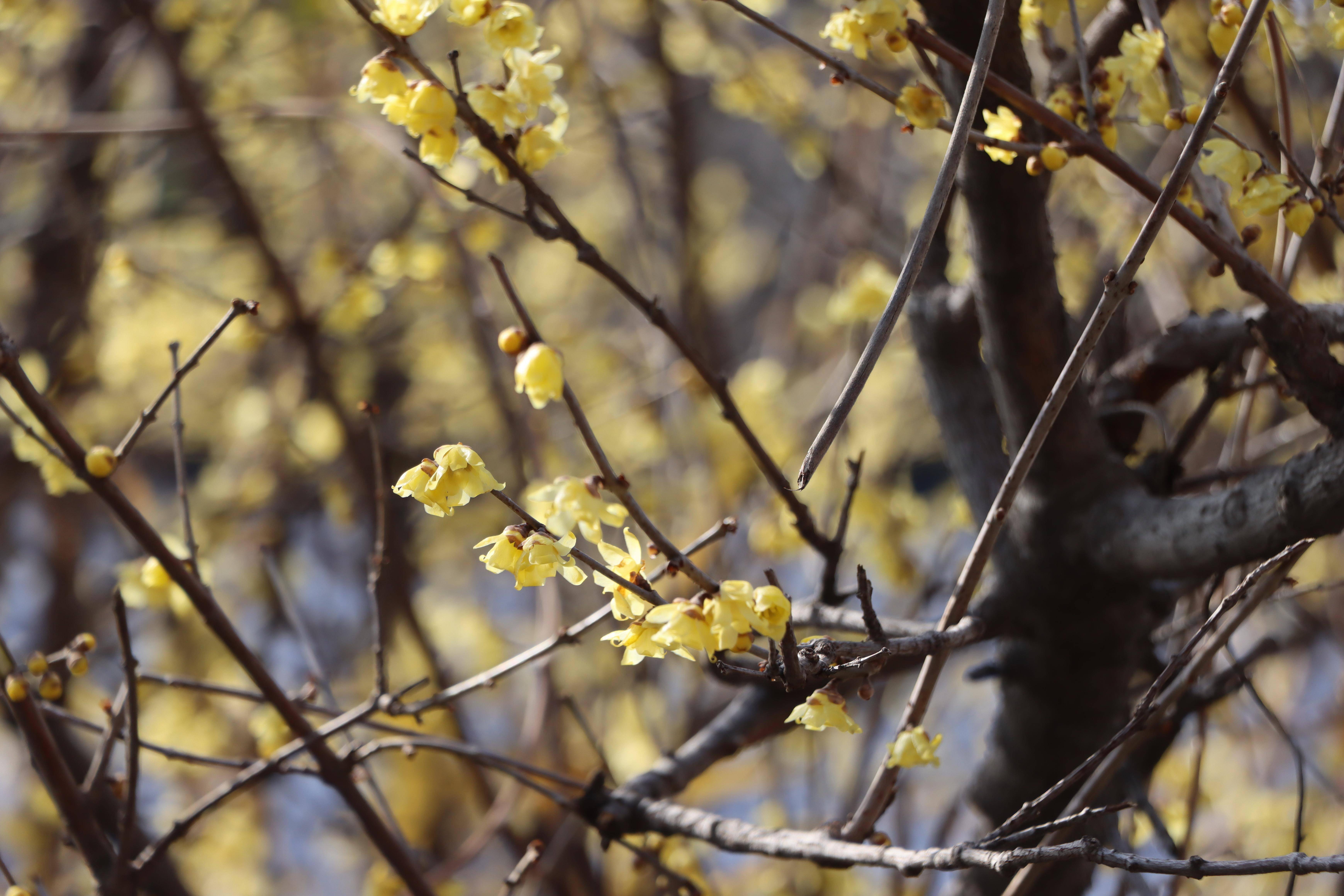 在梅城公园寻梅花不遇,步行至南阳医圣祠,在腊梅苑, 一树倒挂金钟蜡梅