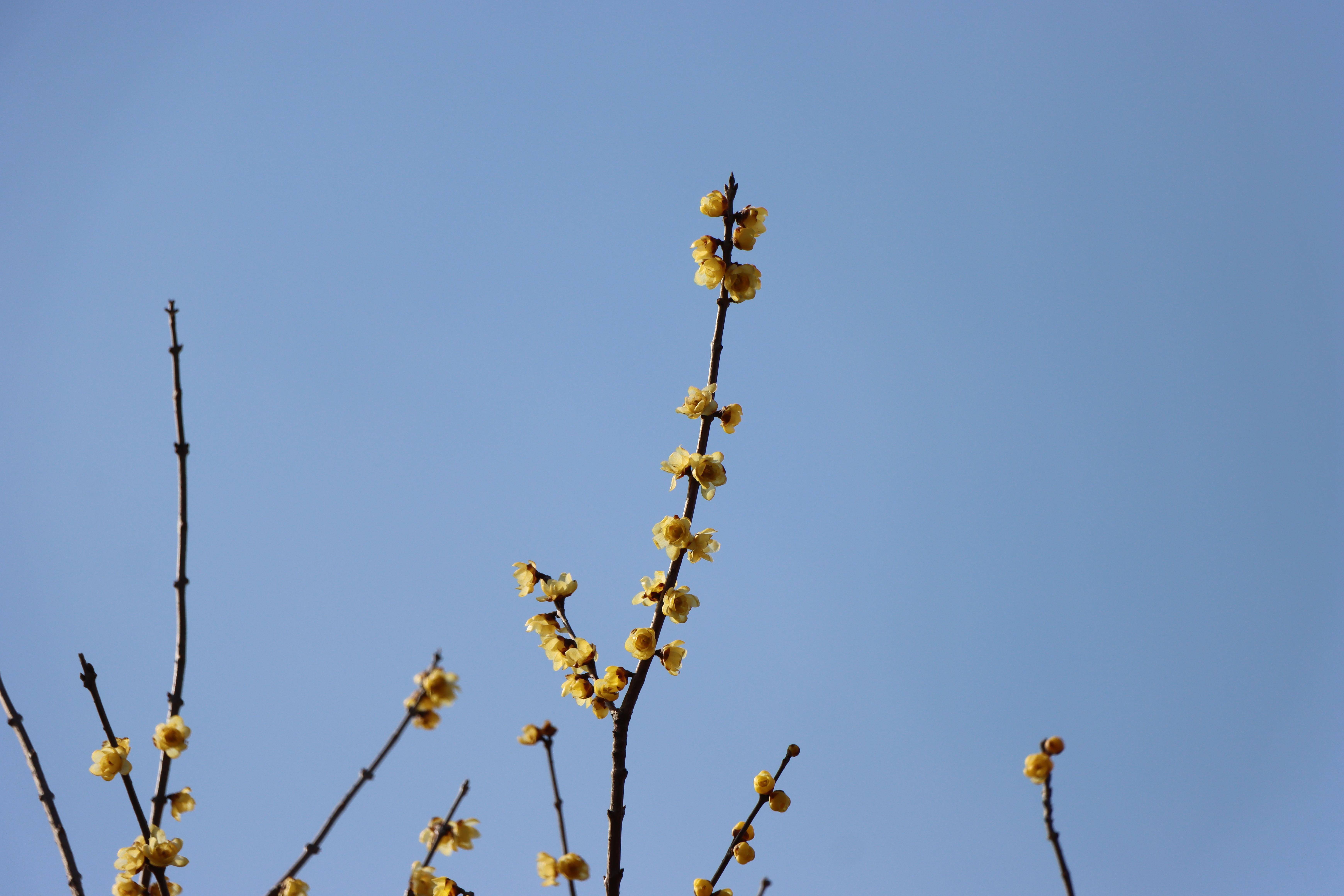在梅城公园寻梅花不遇,步行至南阳医圣祠,在腊梅苑, 一树倒挂金钟蜡梅