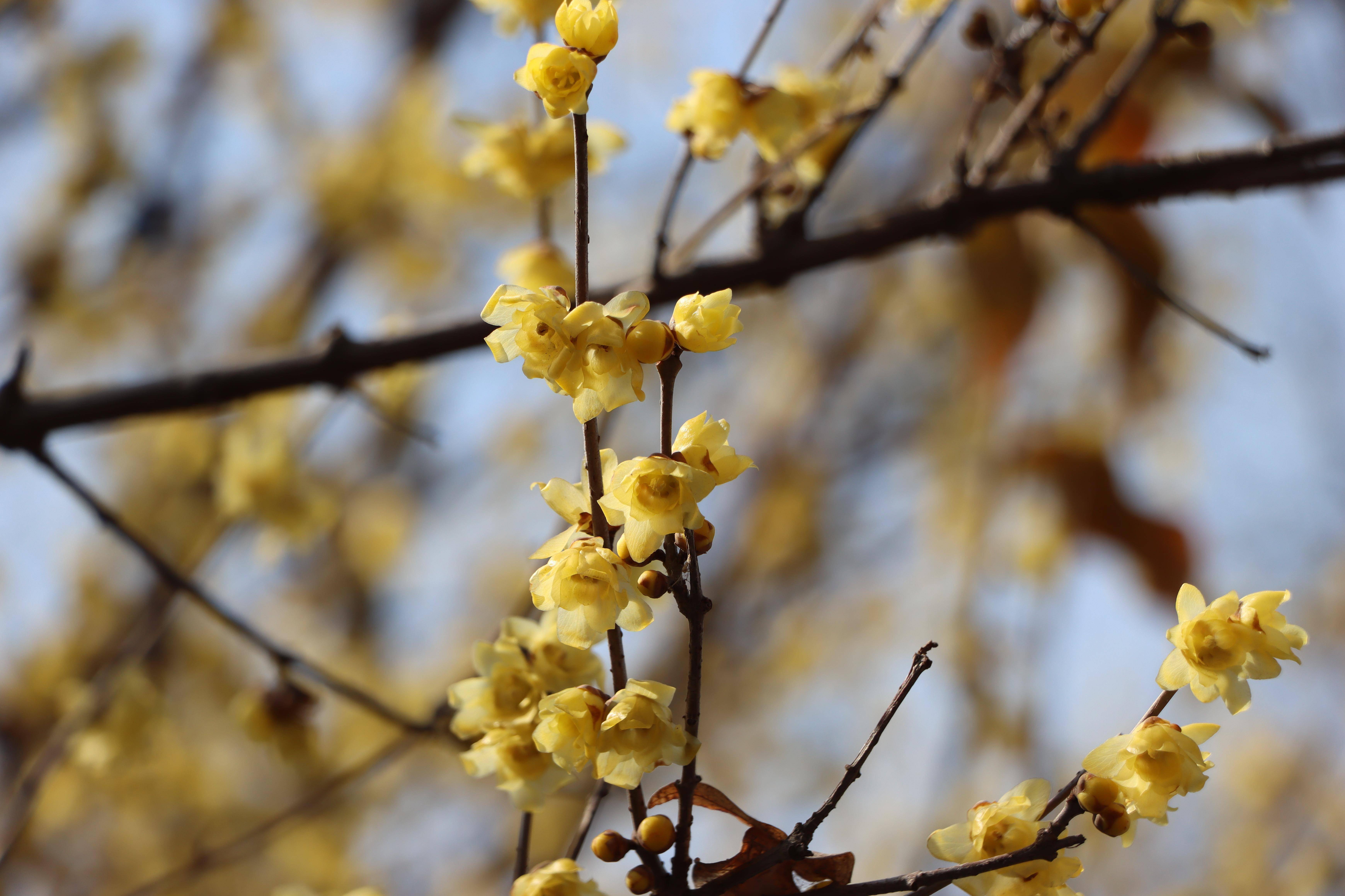 在梅城公园寻梅花不遇,步行至南阳医圣祠,在腊梅苑, 一树倒挂金钟蜡梅
