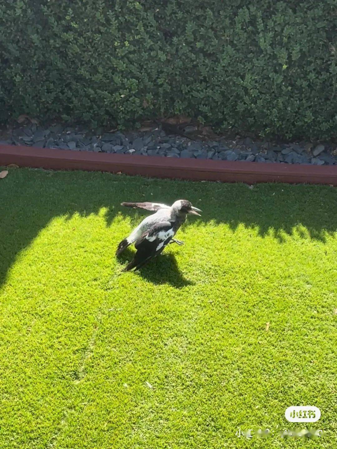 澳洲喜鹊的松弛感!评论区惊呆,下辈子也想投胎去澳洲