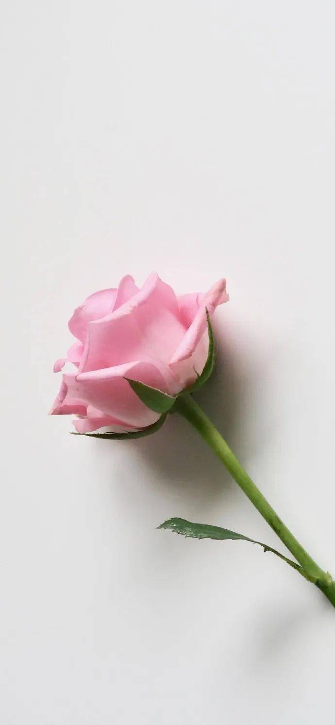 壁纸|很值得称赞的小众锁屏壁纸 676767_花香_时间