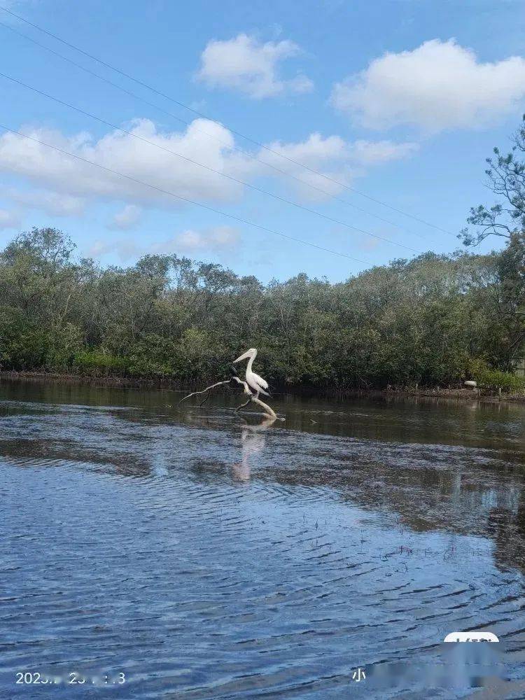 澳洲喜鹊的松弛感!评论区惊呆,下辈子也想投胎去澳洲