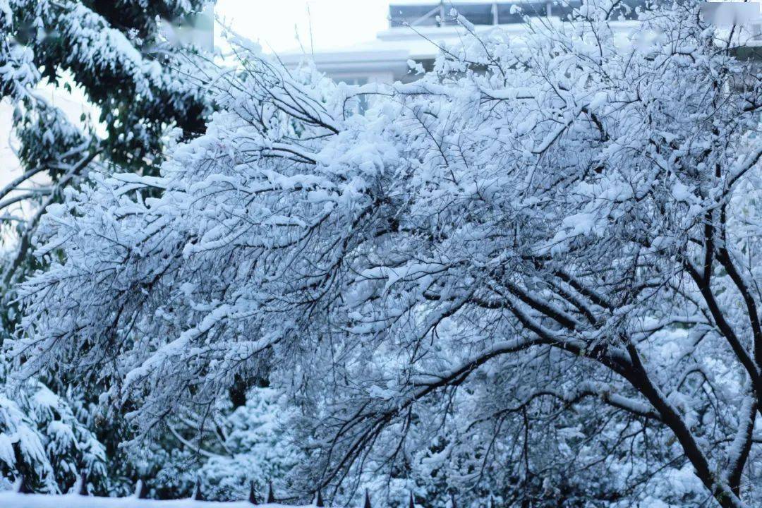 图图图图图说温医雪景