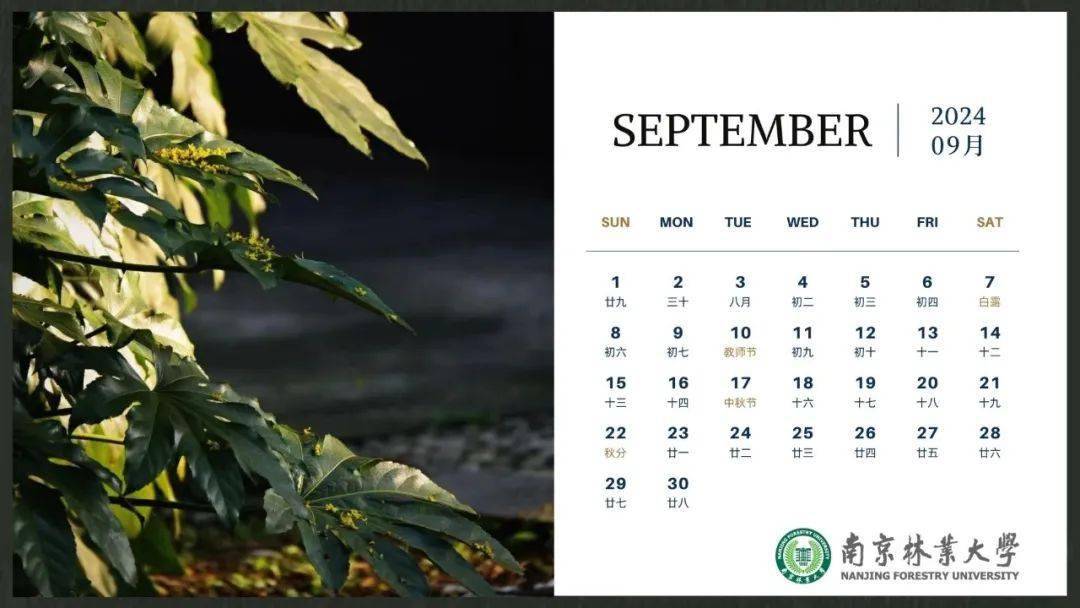2024南京林业大学风景日历上新啦!_校园_大道_时节