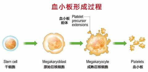 巨型血小板图片