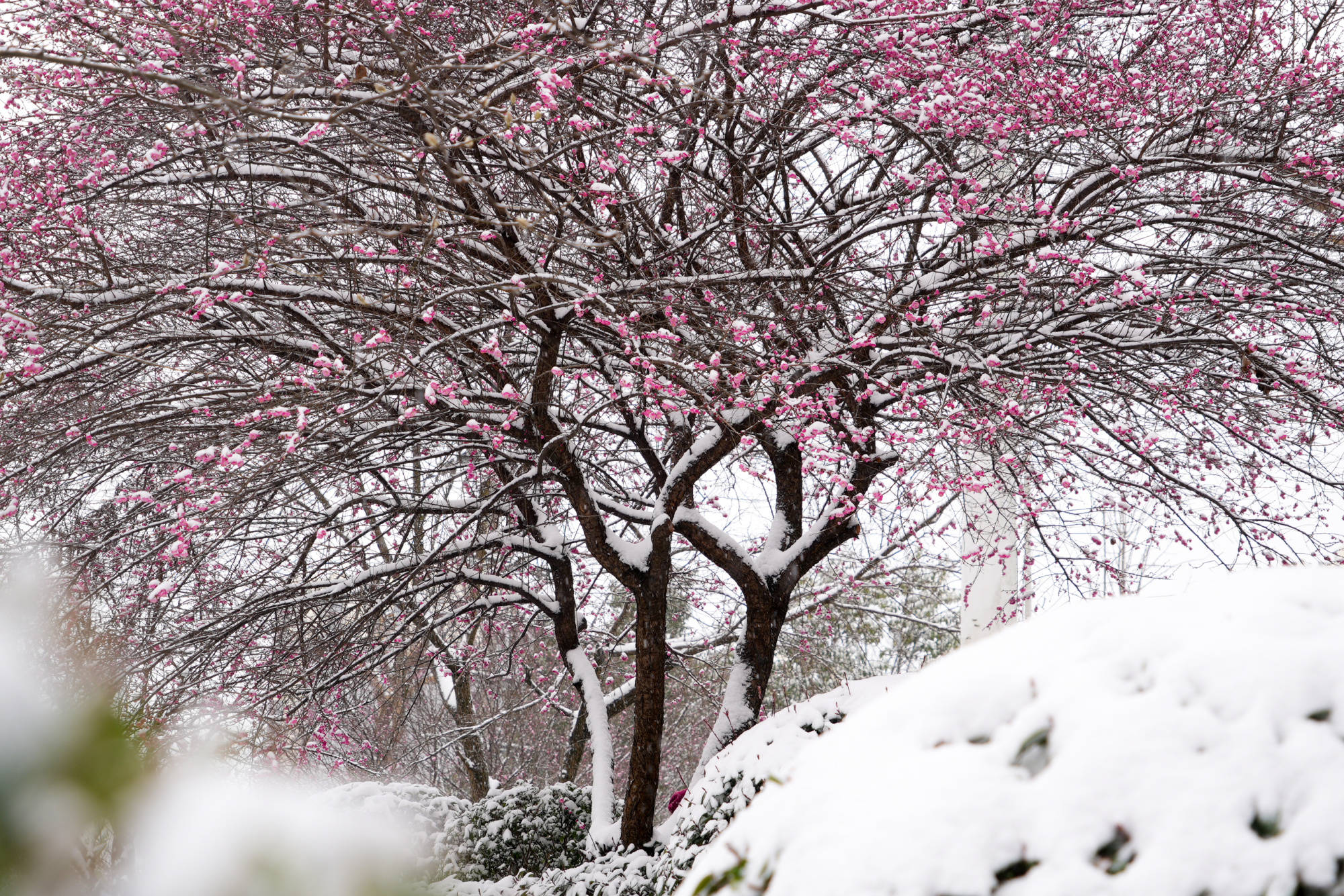 冬天梅花自然雪景图片