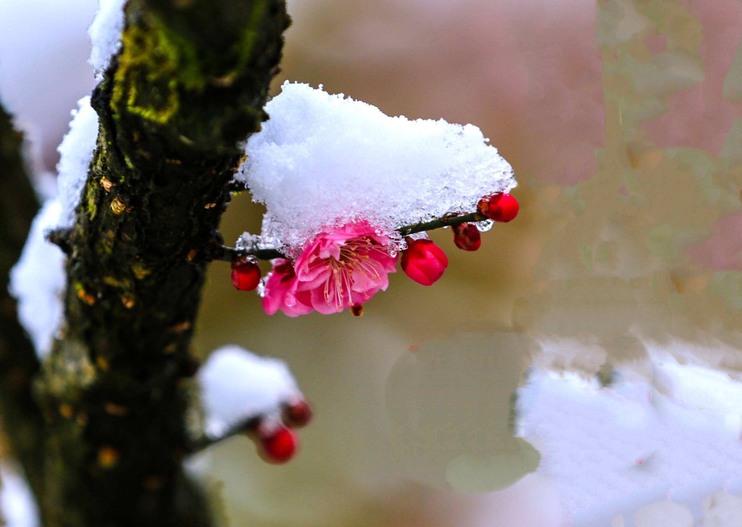 雪中红梅香