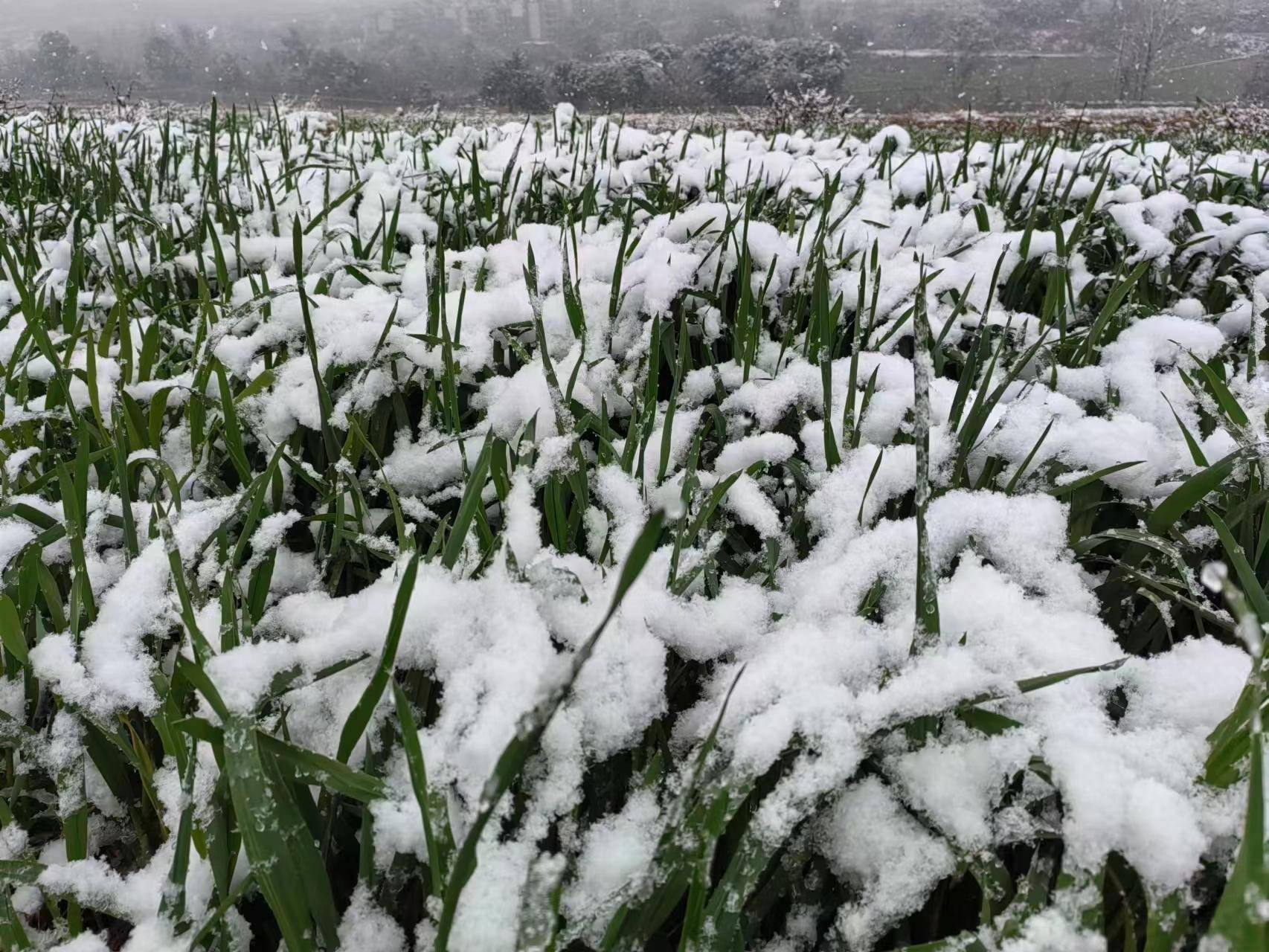 农作物盖"雪被,小动物烤地暖 公园城市这样过冬