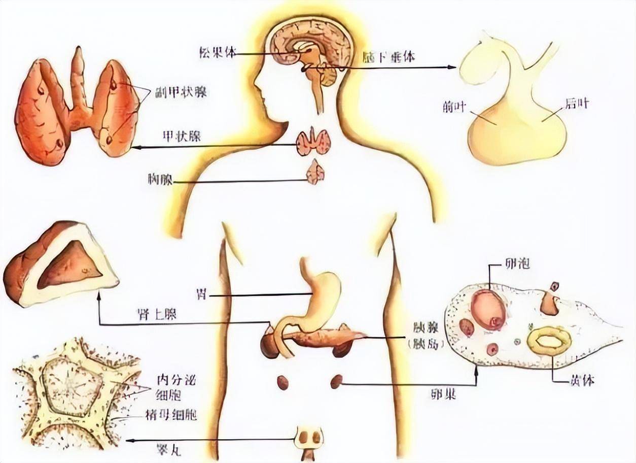 人体分泌系统图片