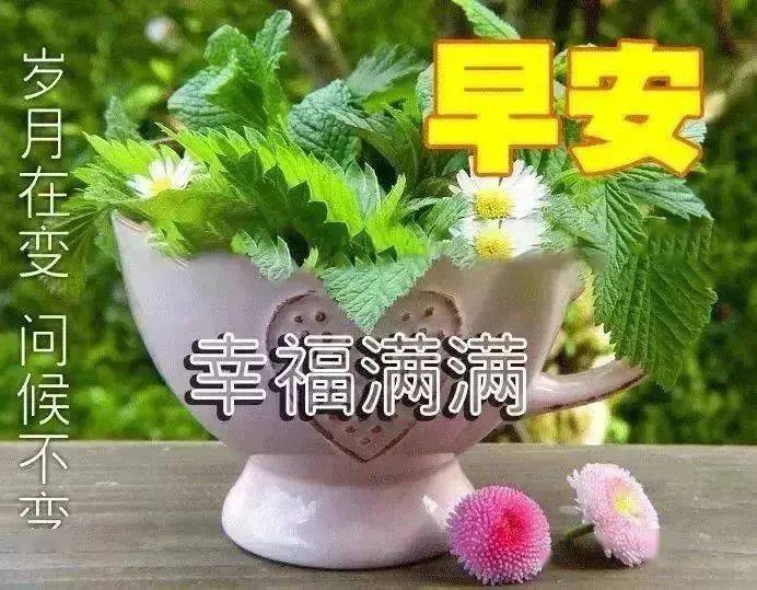 送朋友早晨好暖心的问候表情图片 2024漂亮好看的早上好动态美图鲜花