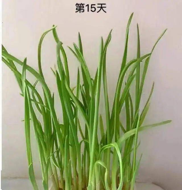 种植好了,孩子们都非常激动,每天晨间入园都会来看一看,给大蒜浇浇水