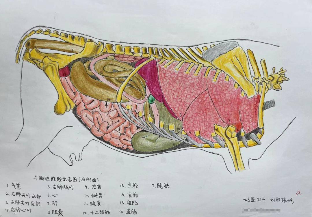 學霸手繪筆記!_作業_動物_文字