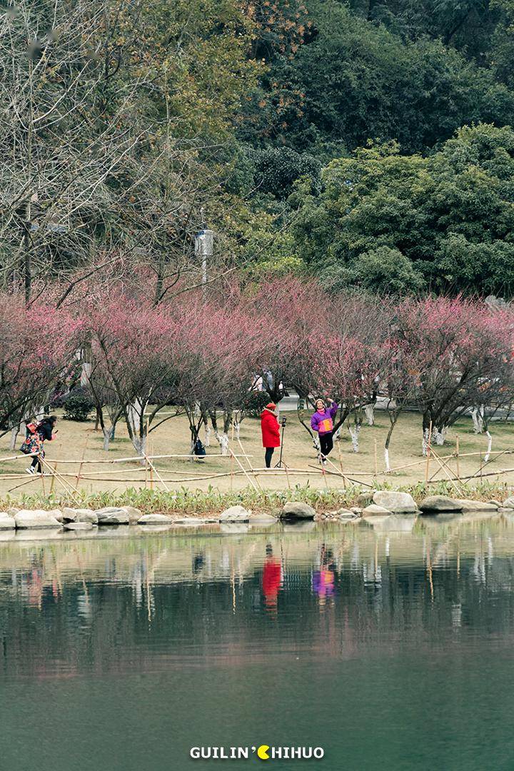 穿山公園的梅花也比較集中,就在穿山公園路和小東江之間,暗香隨風.