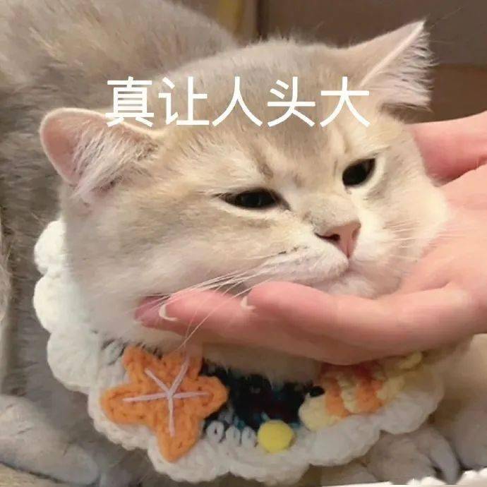 后台回复"表情包"获取更多最新猫咪表情包,每天12点更新