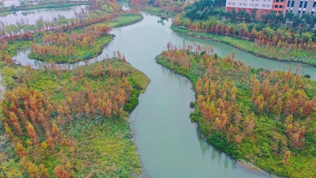 華陽湖畔品詩意 綠水紅杉入畫來_東莞_麻涌_莫銳煊