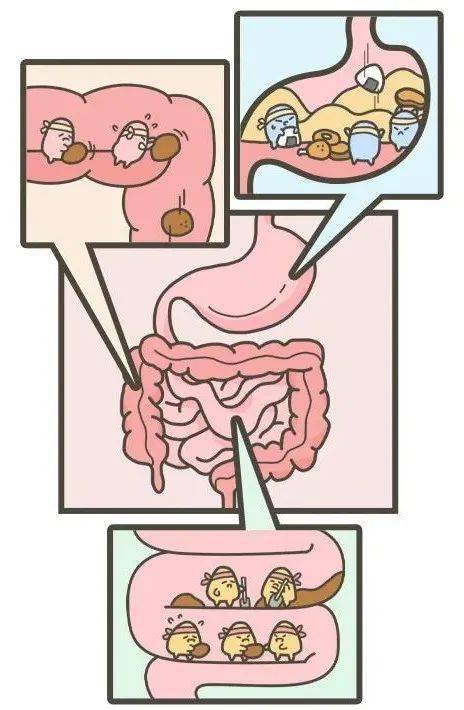 人进食到排便过程图图片