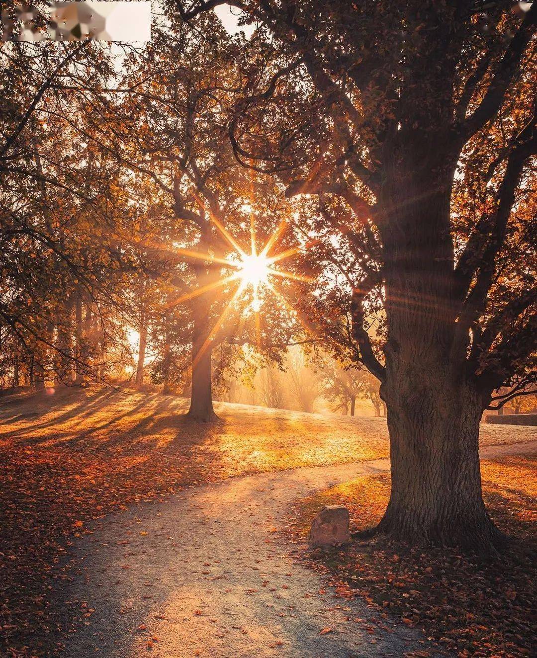 光影婆娑,阳光穿透树影的诗篇_by_金色_笔触