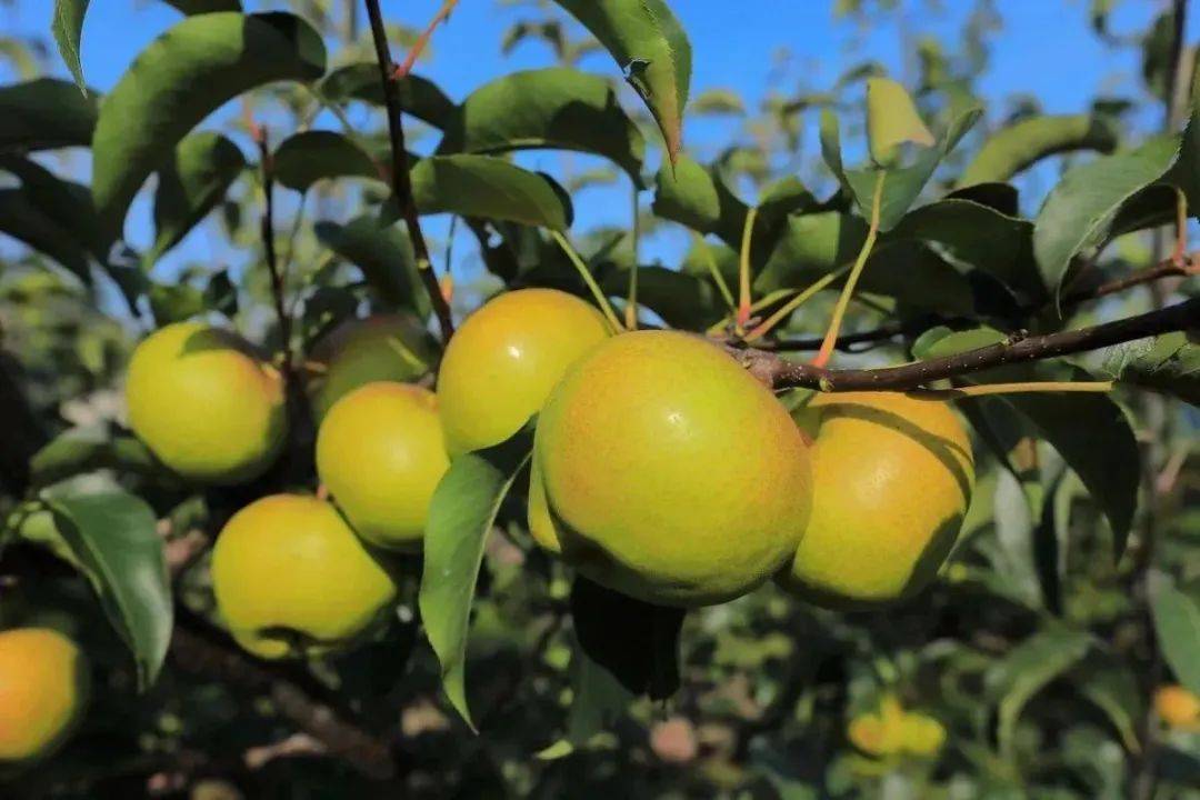 食用城市|冻秋梨之味_花盖梨_东北_食物