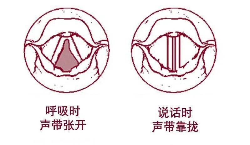 声带与空气相互作用产生振动