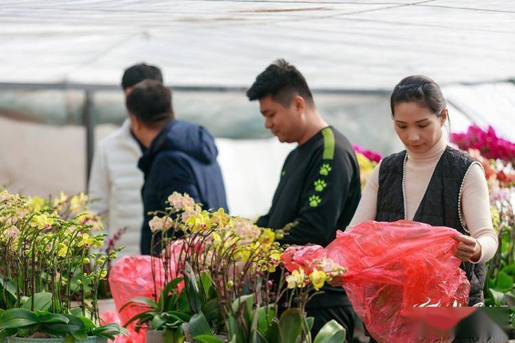 組圖|棗莊:蘭花綻放供銷旺_見習_李立_種植