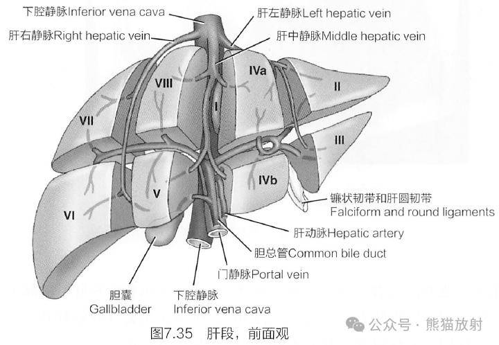 断解选读丨肝(解剖,分段)~