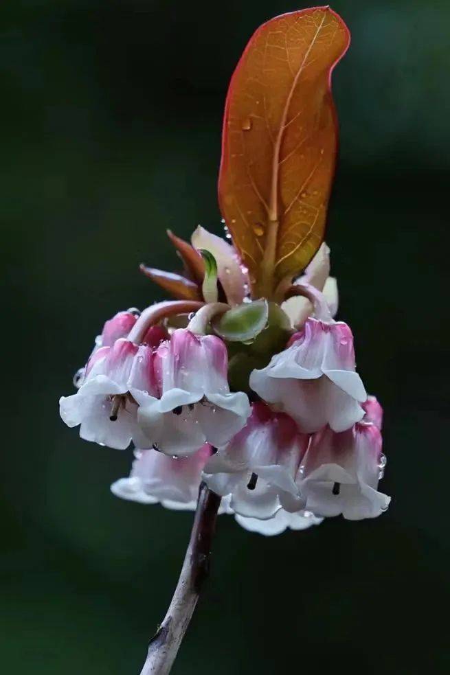 鈴兒花又稱吊鐘花,擁有