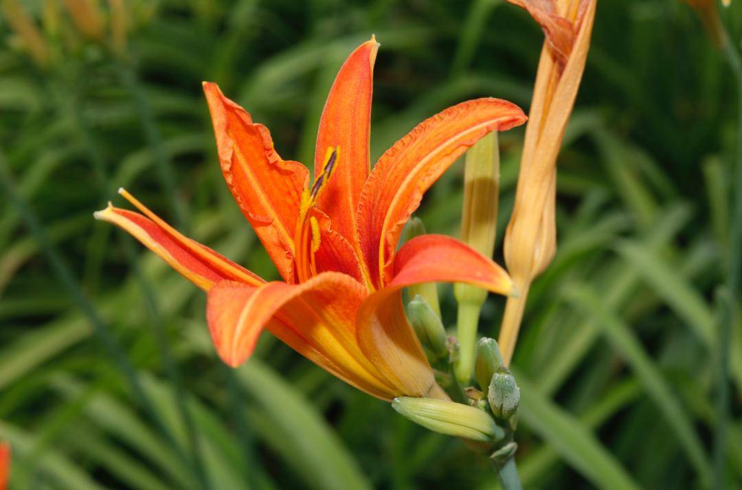 中药半月谈 | 萱草花(黄花菜)_食用_合欢_功效