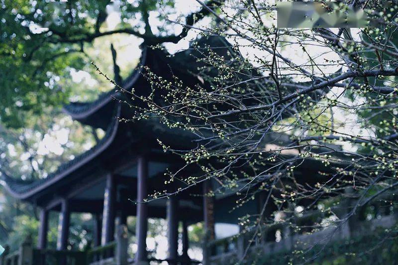 梅花_孤山_杭州