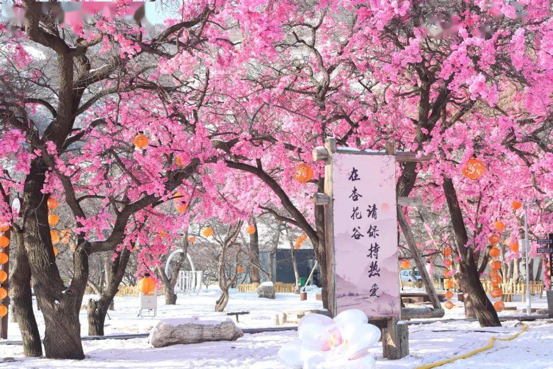 咔嚓!呼和浩特市乌素图杏花谷景区开园啦~_公众_来源_游客