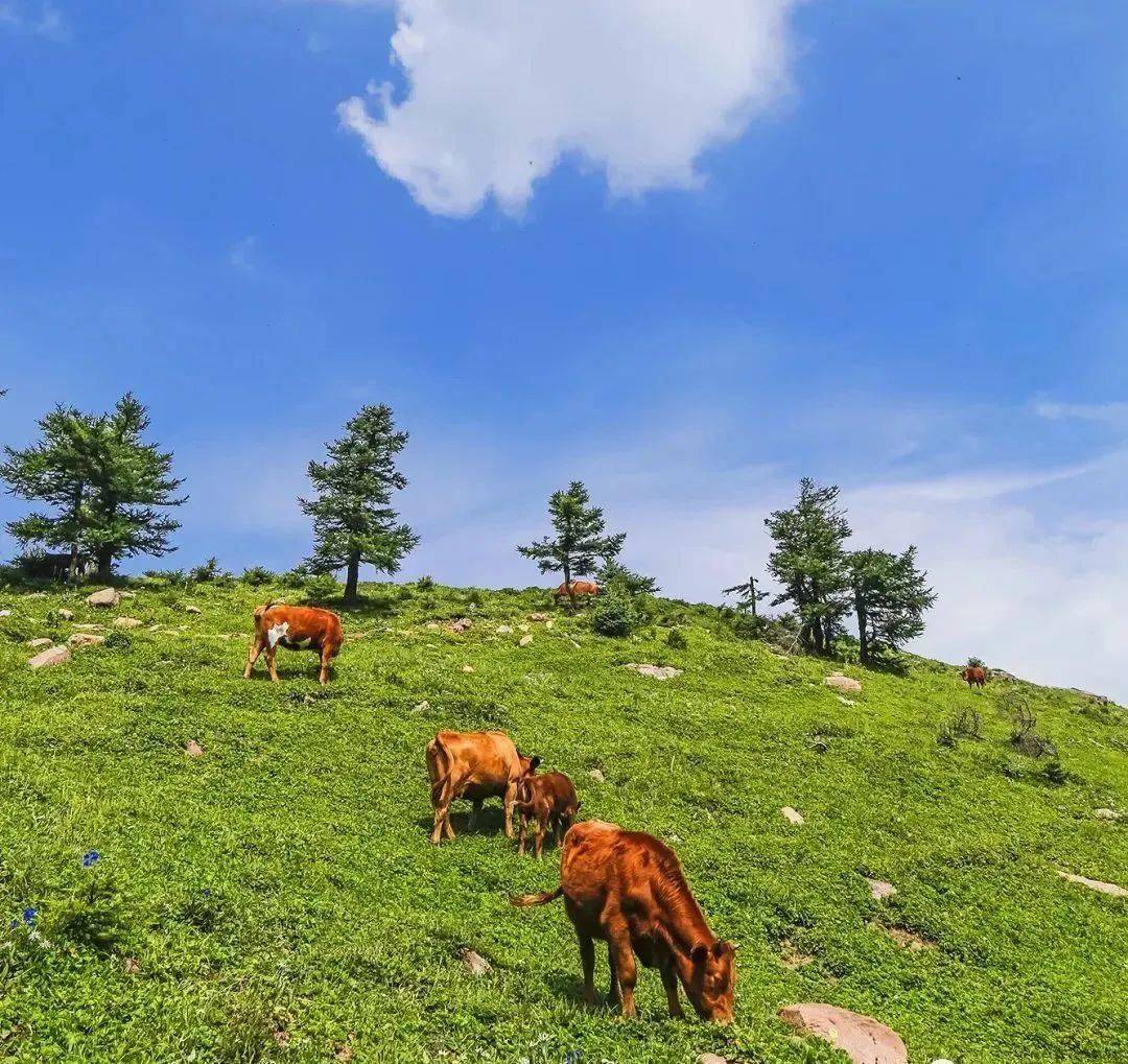 总面积321平方公里,最高海拔2736米,被评为国家地质公园,国家森林公园