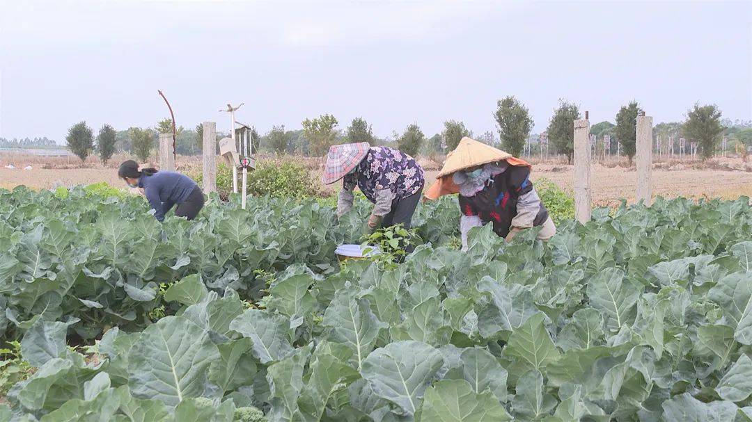 阳江阳西:西兰苔上市畅销_蔬菜_种植户_口感