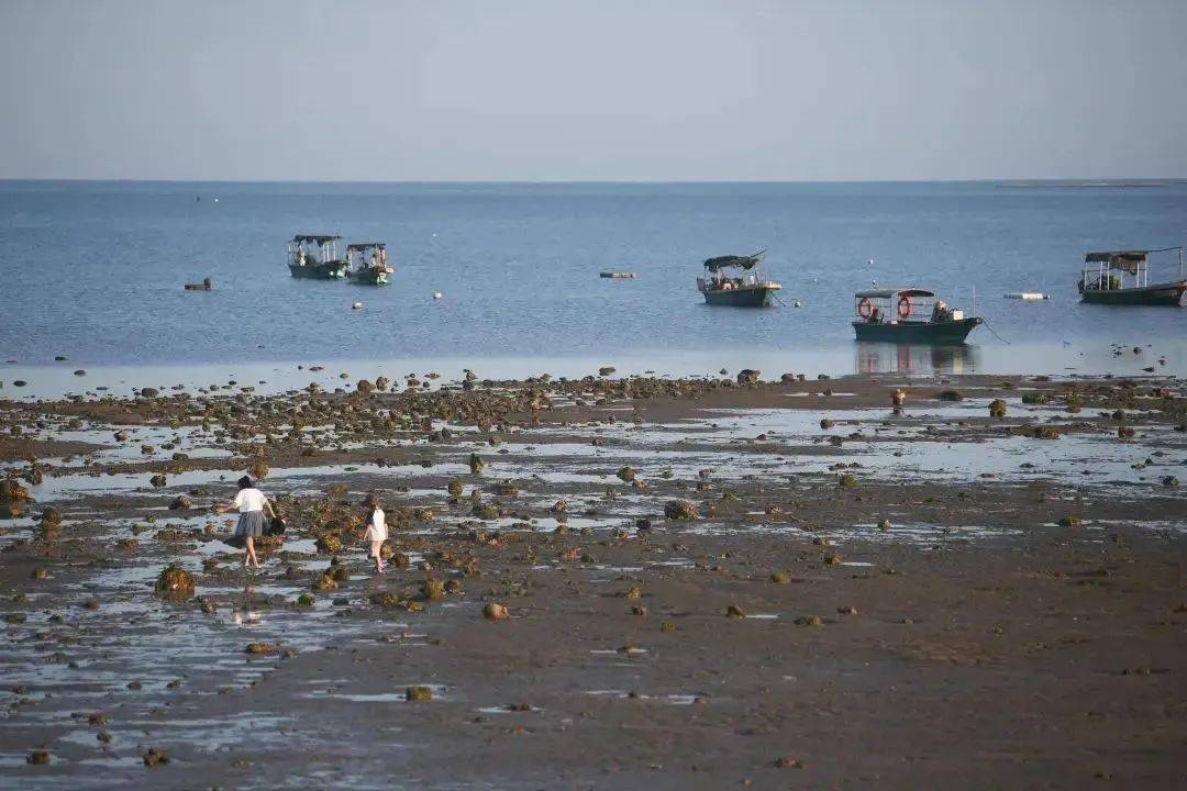贴心版春节自驾精品旅游路线 | 来徐闻过大年_良姜_张锋锋_菠萝