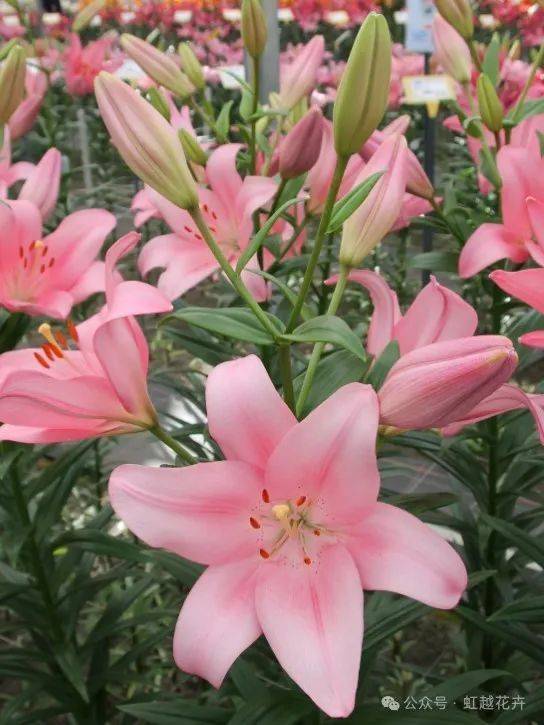 这个百合有种直击心灵的甜美~_帕诺_粉色_养护
