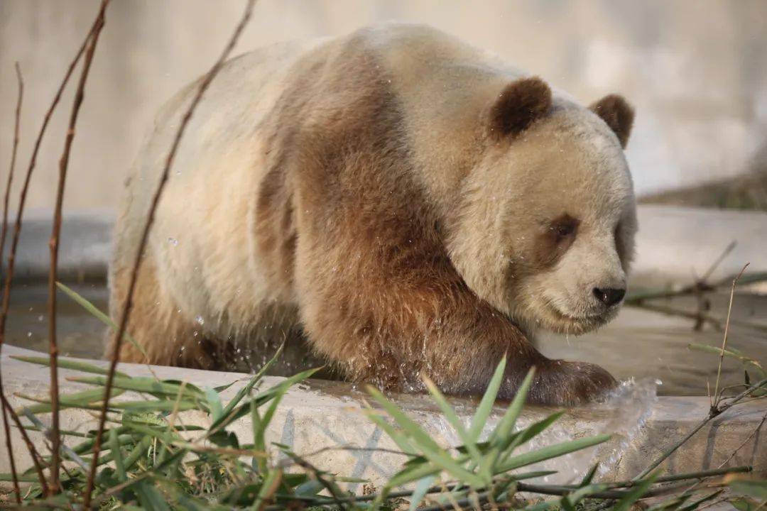 全世界唯一一只圈养的棕色大熊猫——七仔秦岭四宝第三站:秦岭国家