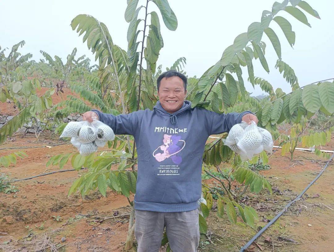 云南释迦果种植基地图片