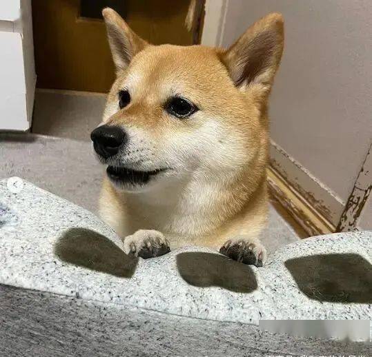 这柴犬表演能力也太惊人了,根本狗界影帝!_米奇_表情_主人