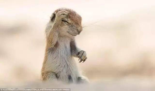 29张黑历史被制成表情包,动物看了想打人_hes_事情_comedy