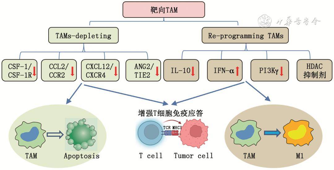 tam消耗:耗竭腫瘤微環境中的巨噬細胞可以用於治療癌症,單獨或與化療